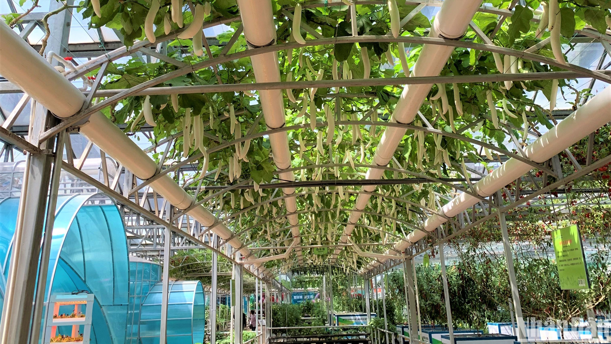 Mô hình canh tác trên đường ống. (Ảnh: HỮU HƯNG)