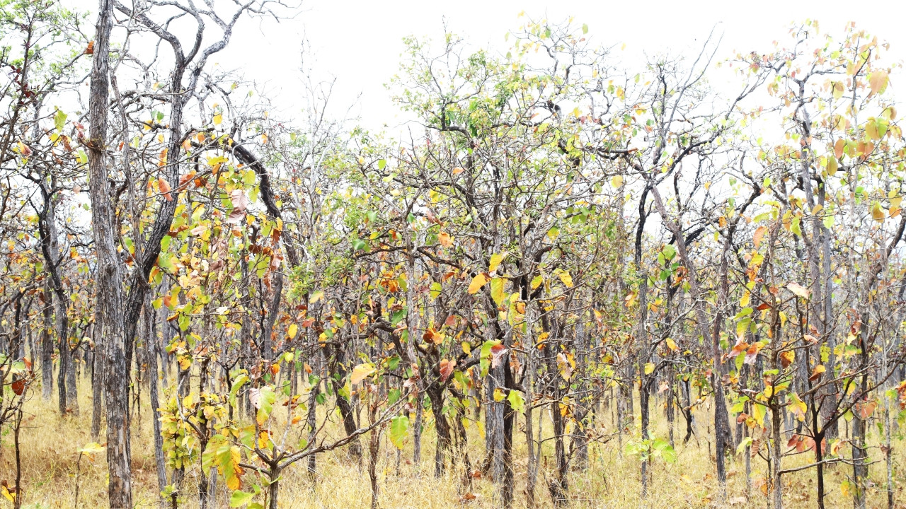 Mùa rừng khộp thay lá cũng là mùa đẹp nhất trong năm ở khu vực này.