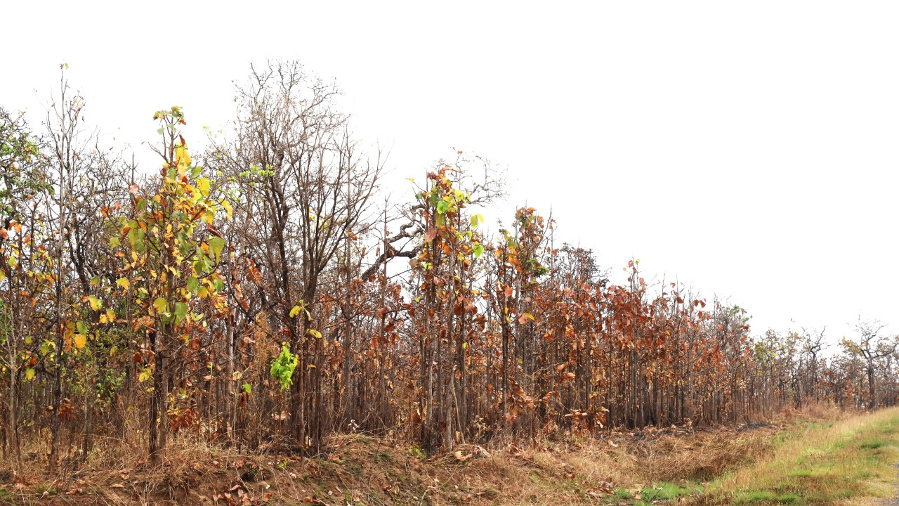 Cứ đến mùa thay lá, cả rừng khộp chuyển sang màu vàng rồi sau đó là khô và rụng.