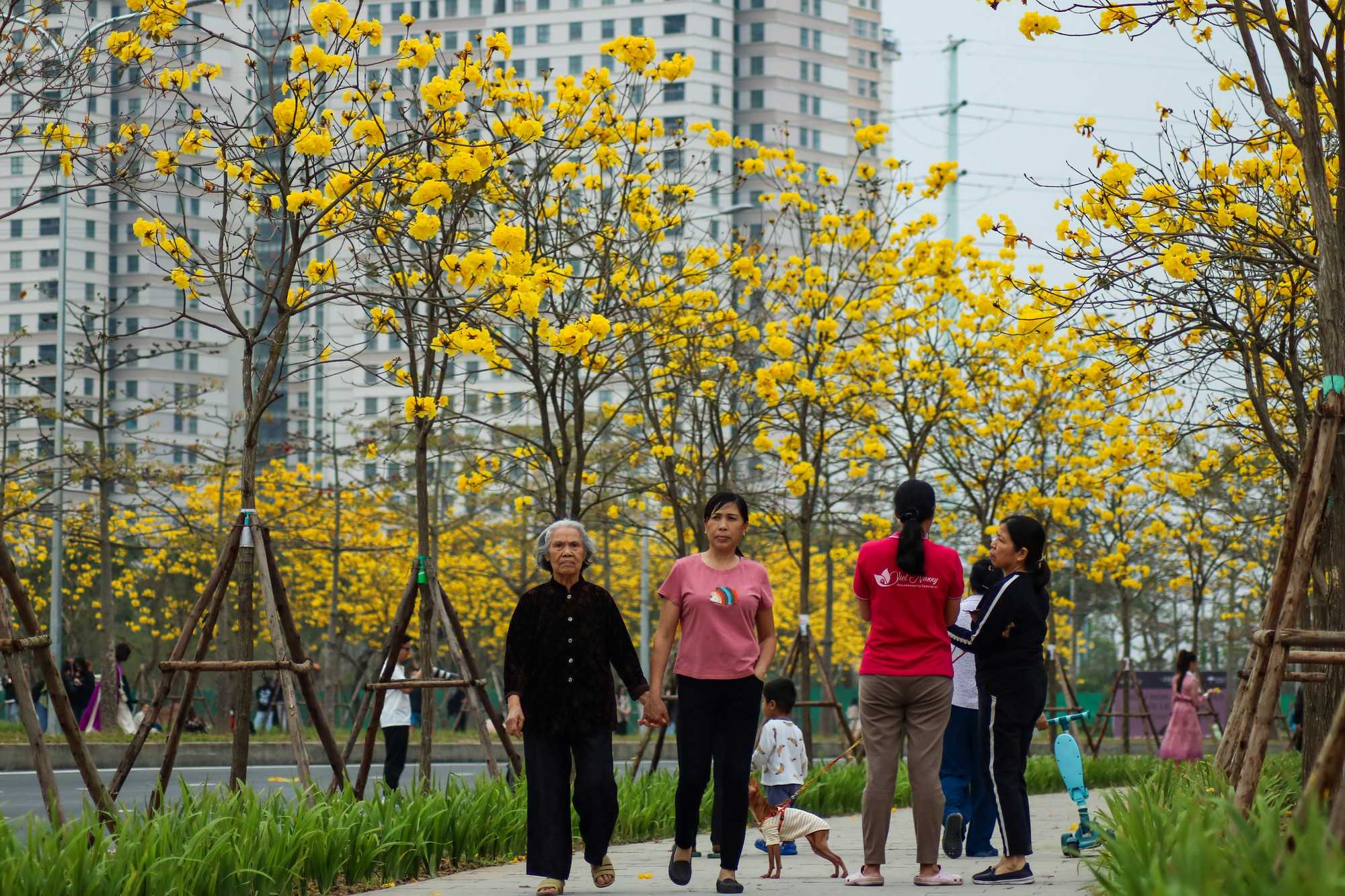 Một số gia đình cũng tới đây và đi dạo, thưởng thức mùi thơm nhẹ nhàng và êm dịu của loài hoa này.