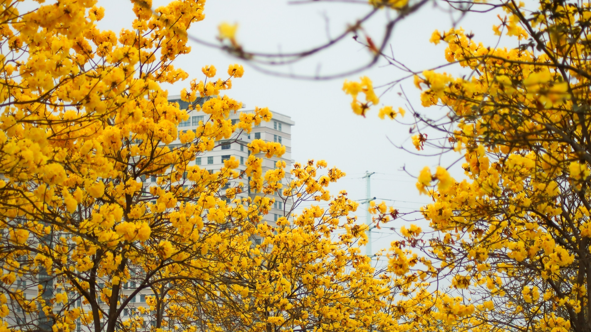 Cây hoa phong linh (hay còn gọi là cây hoa chuông vàng) thường nở vào mùa xuân từ tháng 2 đến 5. Cây thường nở hoa thành từng chùm và có mùi thơm dịu nhẹ.