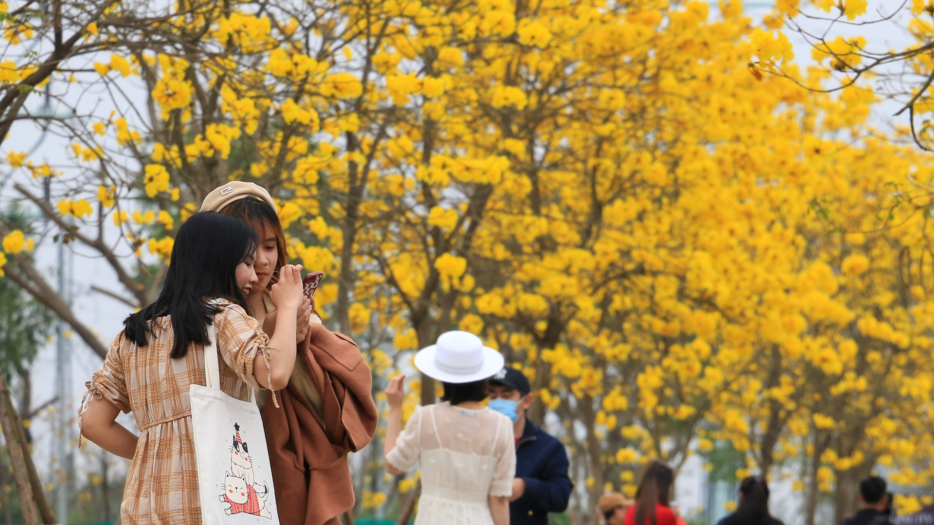 Nhiều bạn trẻ ghi lại những hình ảnh rực rỡ bên cạnh cây hoa phong linh đang nở rộ.