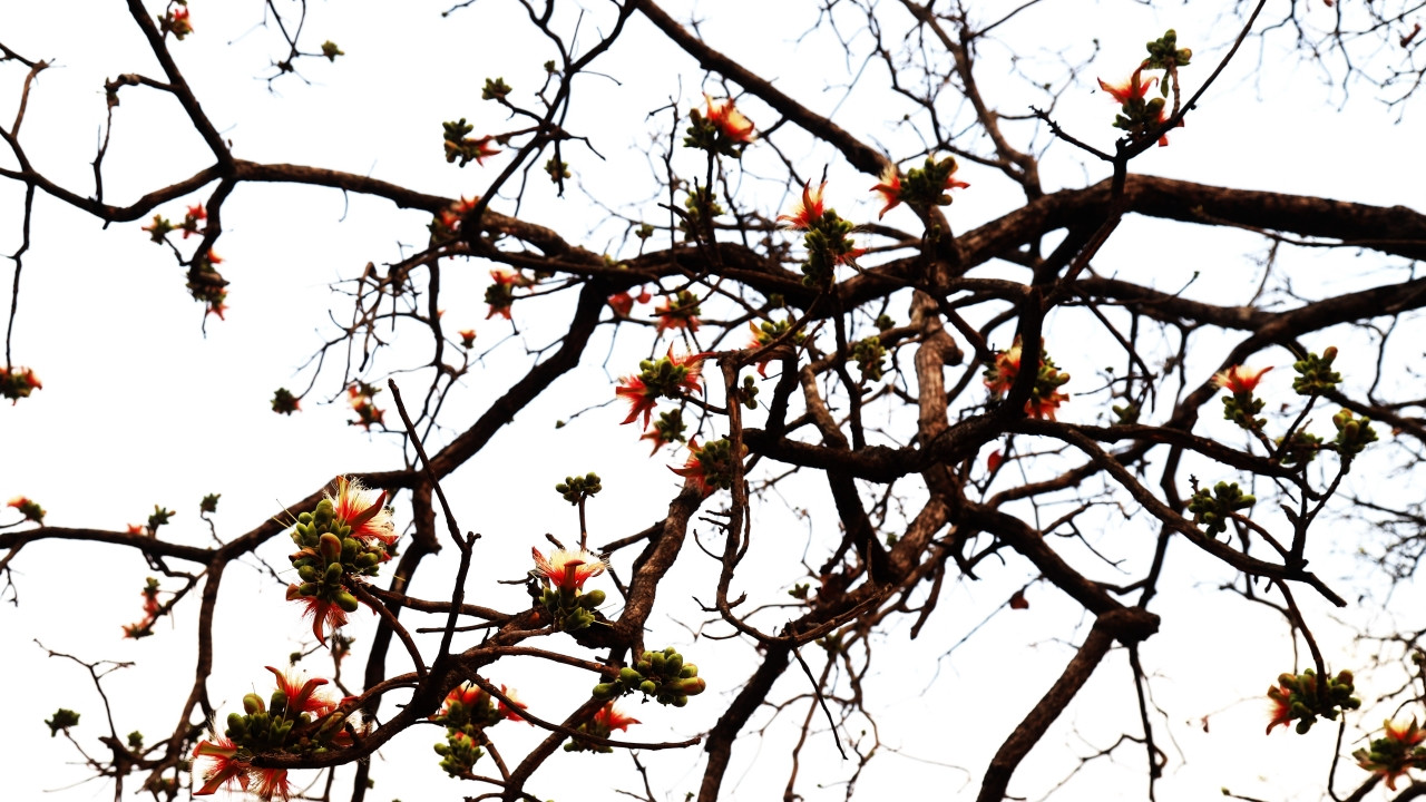 Và một loài cây khác trong rừng khộp cũng nở hoa vào mùa thay lá.