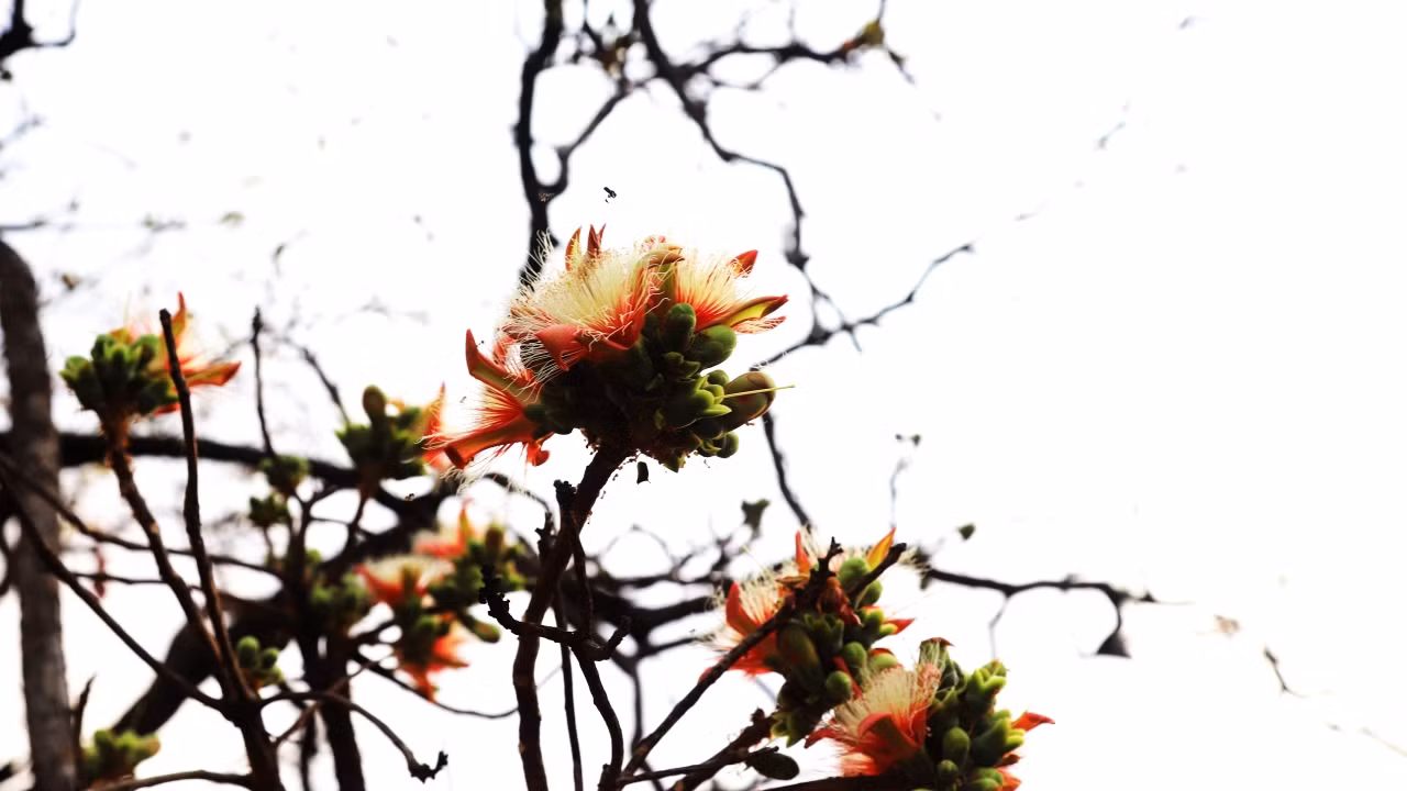 Khi các loài cây trong rừng khộp nở hoa vào mùa thay lá có rừng nhiều loài ong tìm đến đây để hút mật.