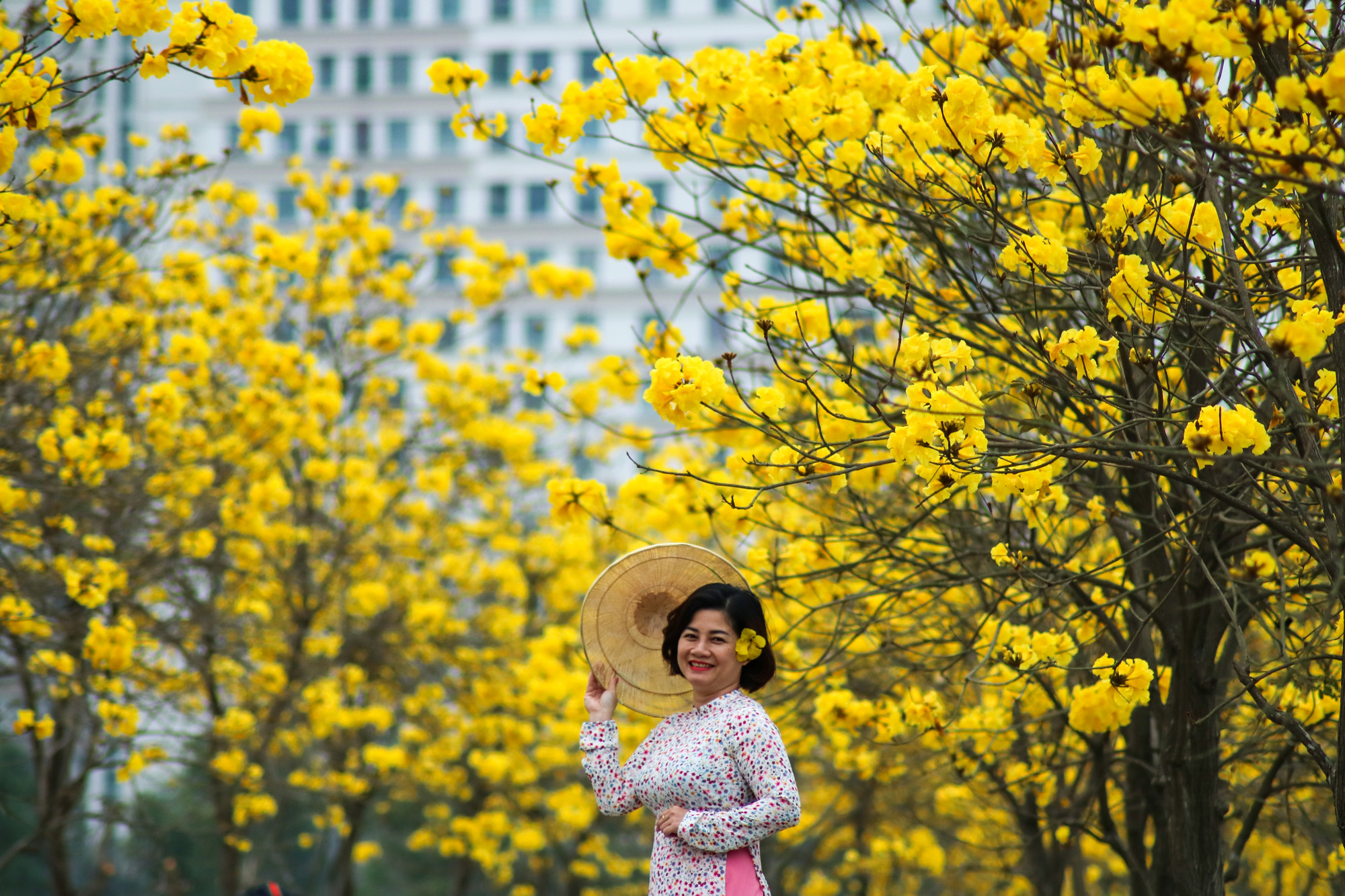 Lưu trữ kỷ niệm mùa xuân cùng cây hoa vàng tươi.