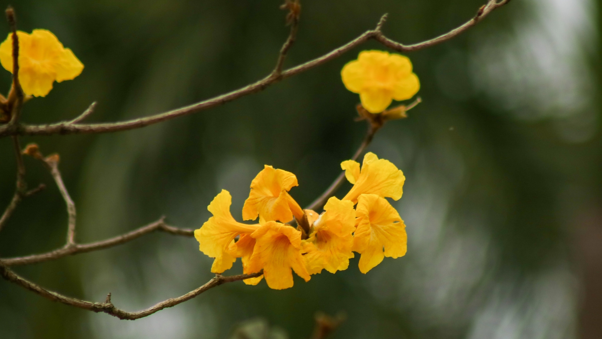 Hoa phong linh thường mọc thành cụm với hình dáng giống chiếc chuông.