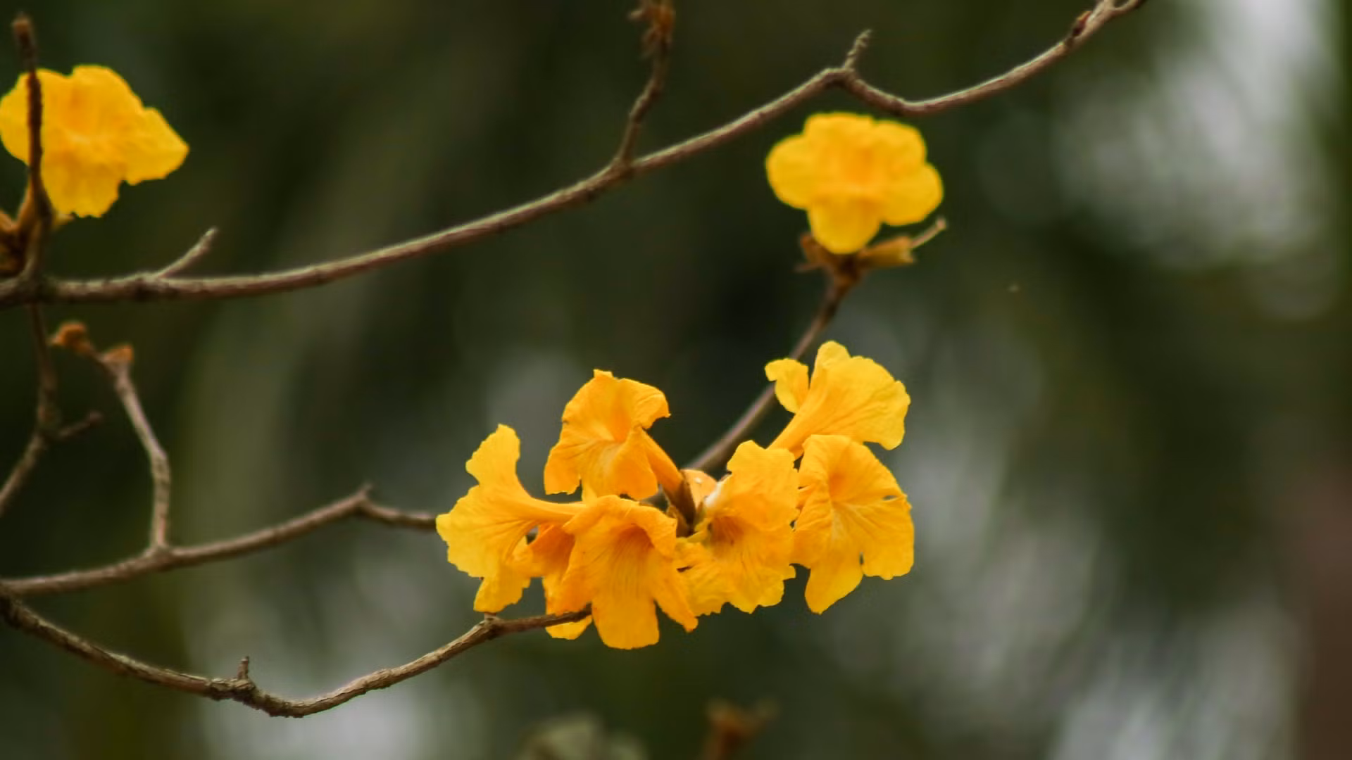 Hoa phong linh thường mọc thành cụm với hình dáng giống chiếc chuông.