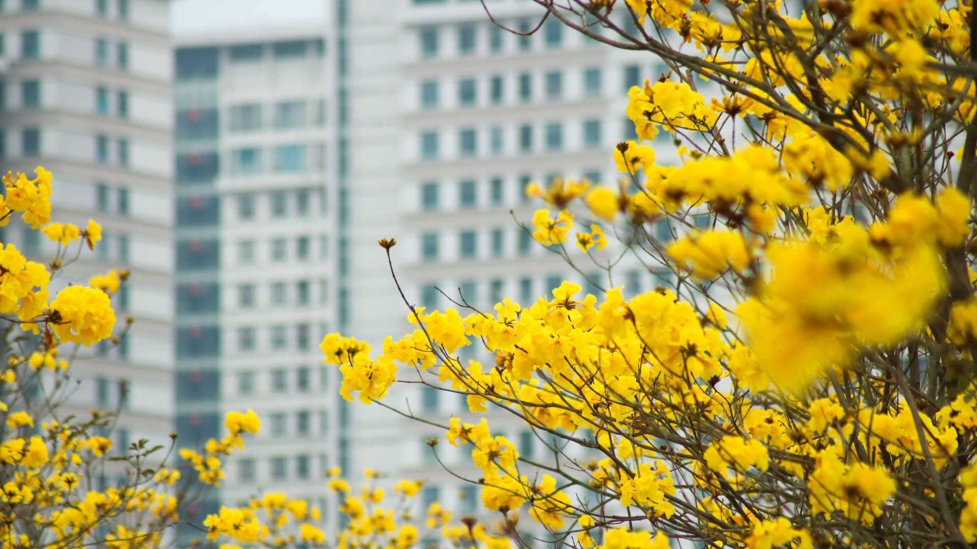 Hoa phong linh vàng vốn không phải là cây thuần Việt, được du nhập từ nước ngoài về Việt Nam.