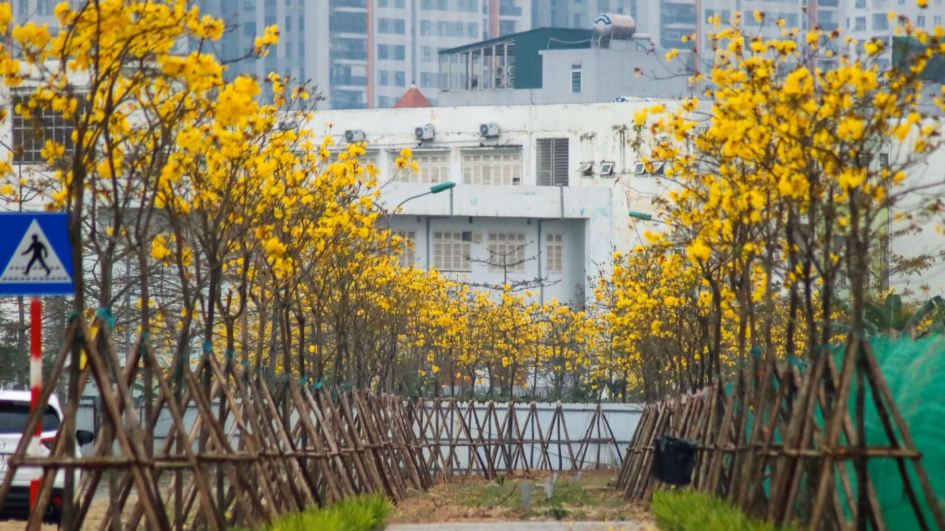 Không chỉ trong con đường, cây hoa phong linh còn được trồng khắp nơi trong khu vực nhà ở, tạo nên một vẻ đẹp thiên nhiên say đắm giữa lòng đô thị xô bồ.