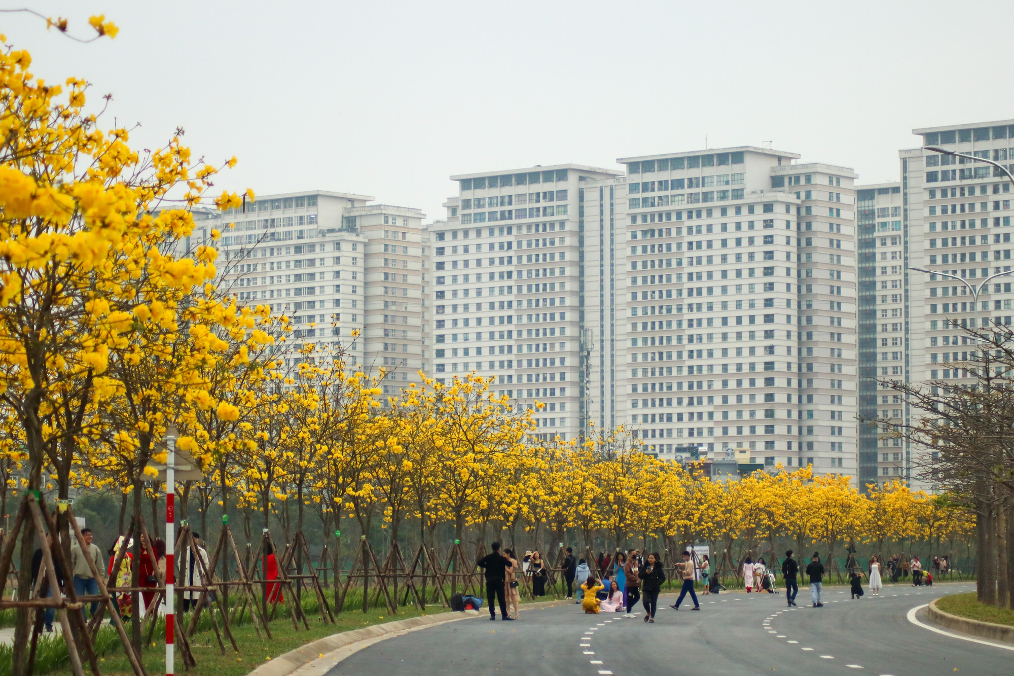 Con đường cây phong linh dài khoảng 800m, người dân có thể tự do vào tham quan và vui chơi.