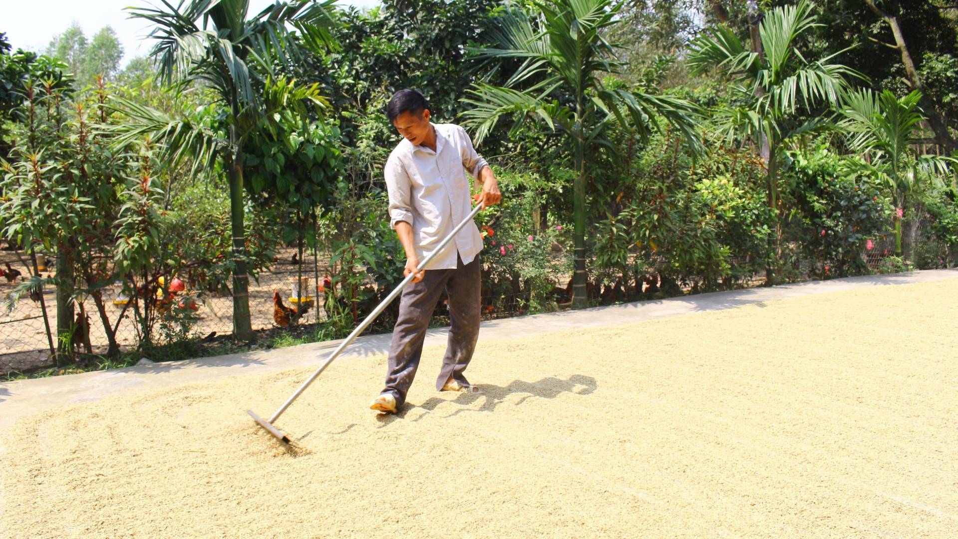 Hằng năm, người dân tộc Sán Dìu chọn những thửa lúa mùa chín sớm để thu hoạch, phơi khô xát lấy gạo, nấu cơm, gói bánh làm lễ cơm mới.