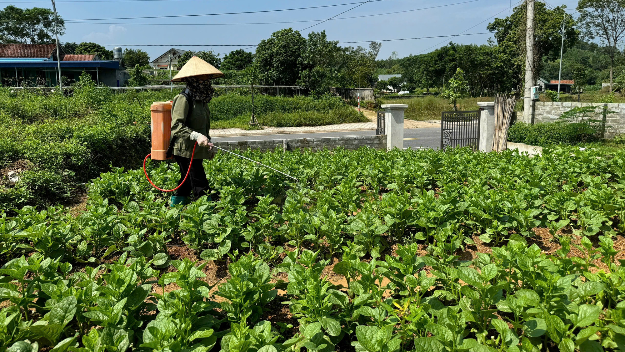 Những diện tích ở khu vực cao bị lũ ngập nhẹ, nông dân đẩy mạnh chăm sóc để rau màu phát triển nhanh, bù lại diện tích bị thiệt hại, cung cấp rau xanh cho thị trường đang khan hiếm.