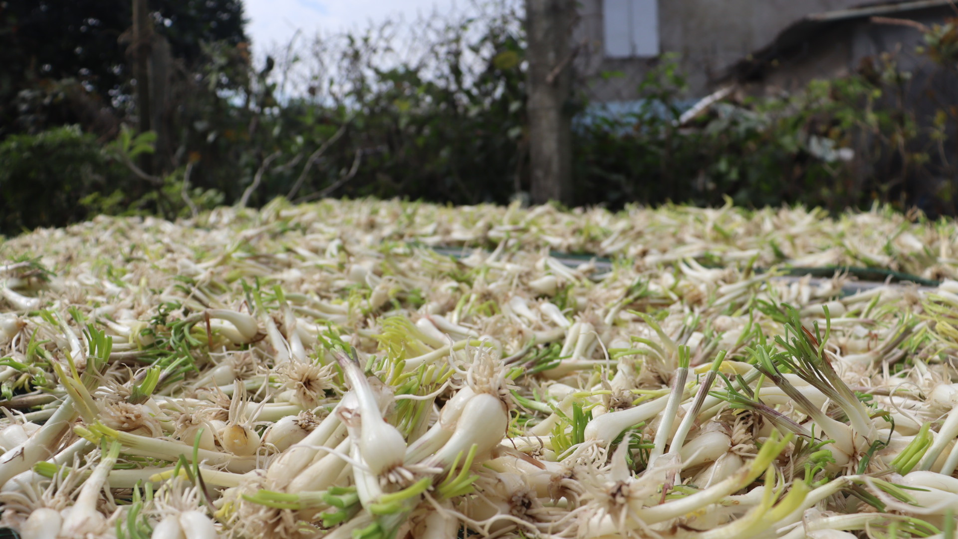 [Ảnh] Nông dân vào vụ trồng kiệu Tết ảnh 10