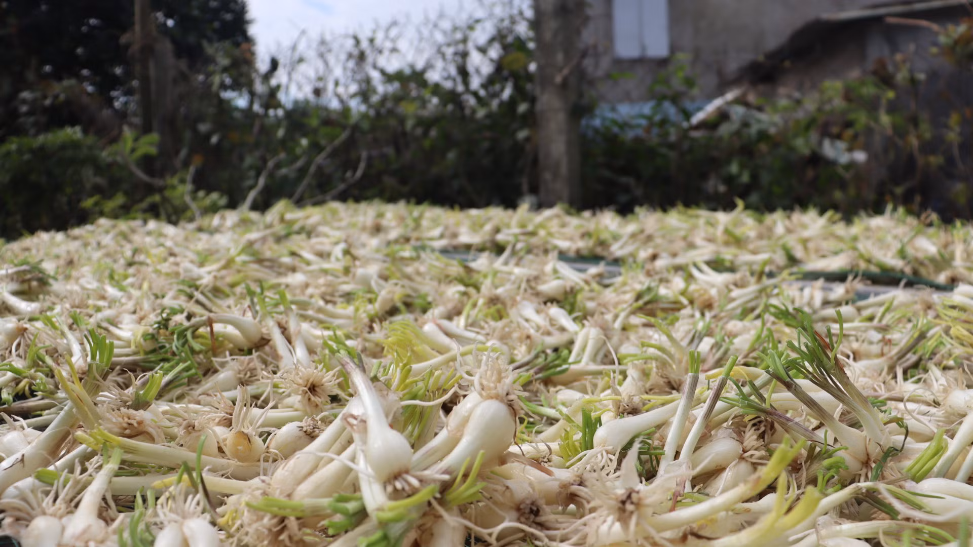 [Ảnh] Nông dân vào vụ trồng kiệu Tết ảnh 10