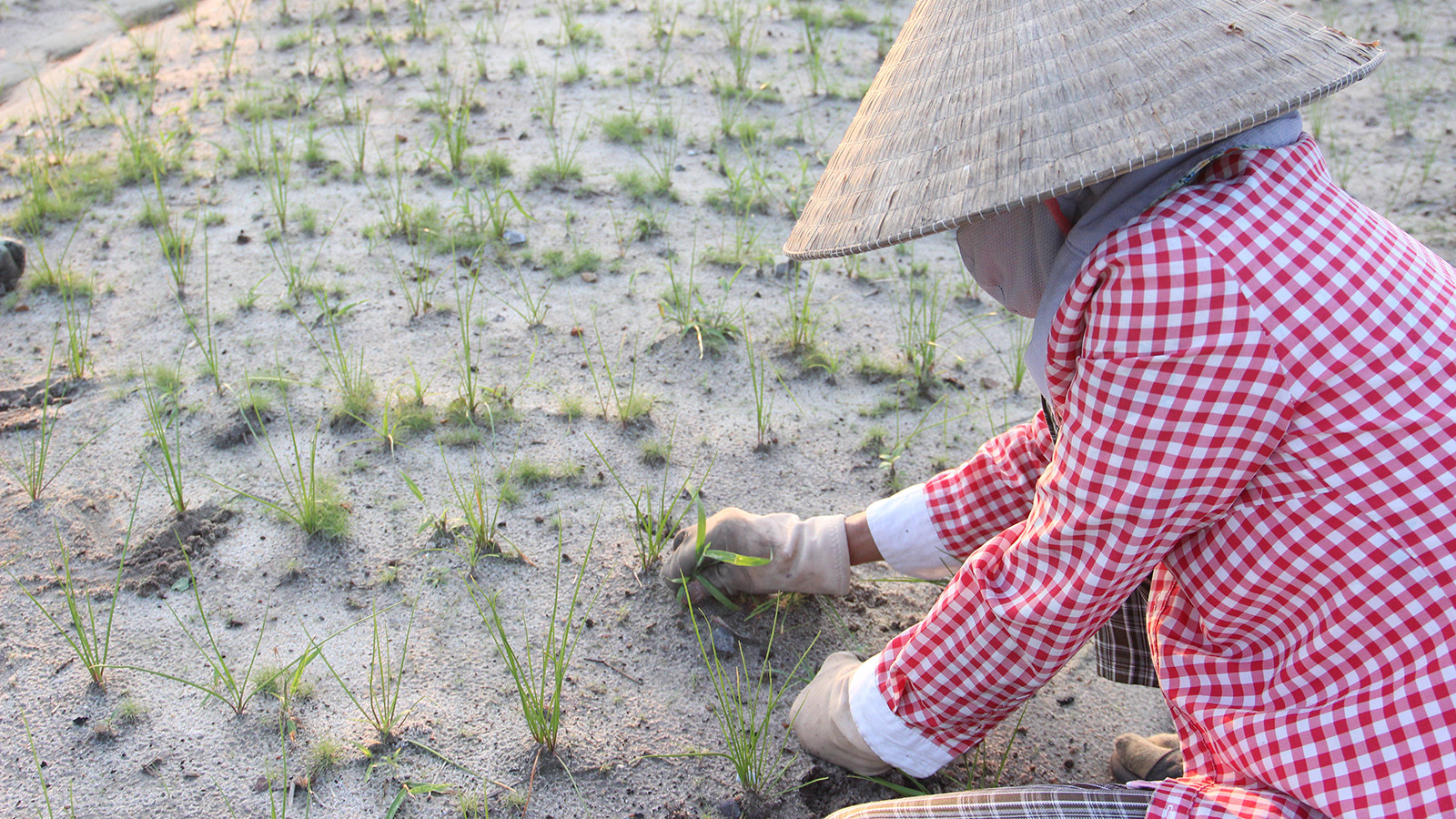 [Ảnh] Nông dân vào vụ trồng kiệu Tết ảnh 8