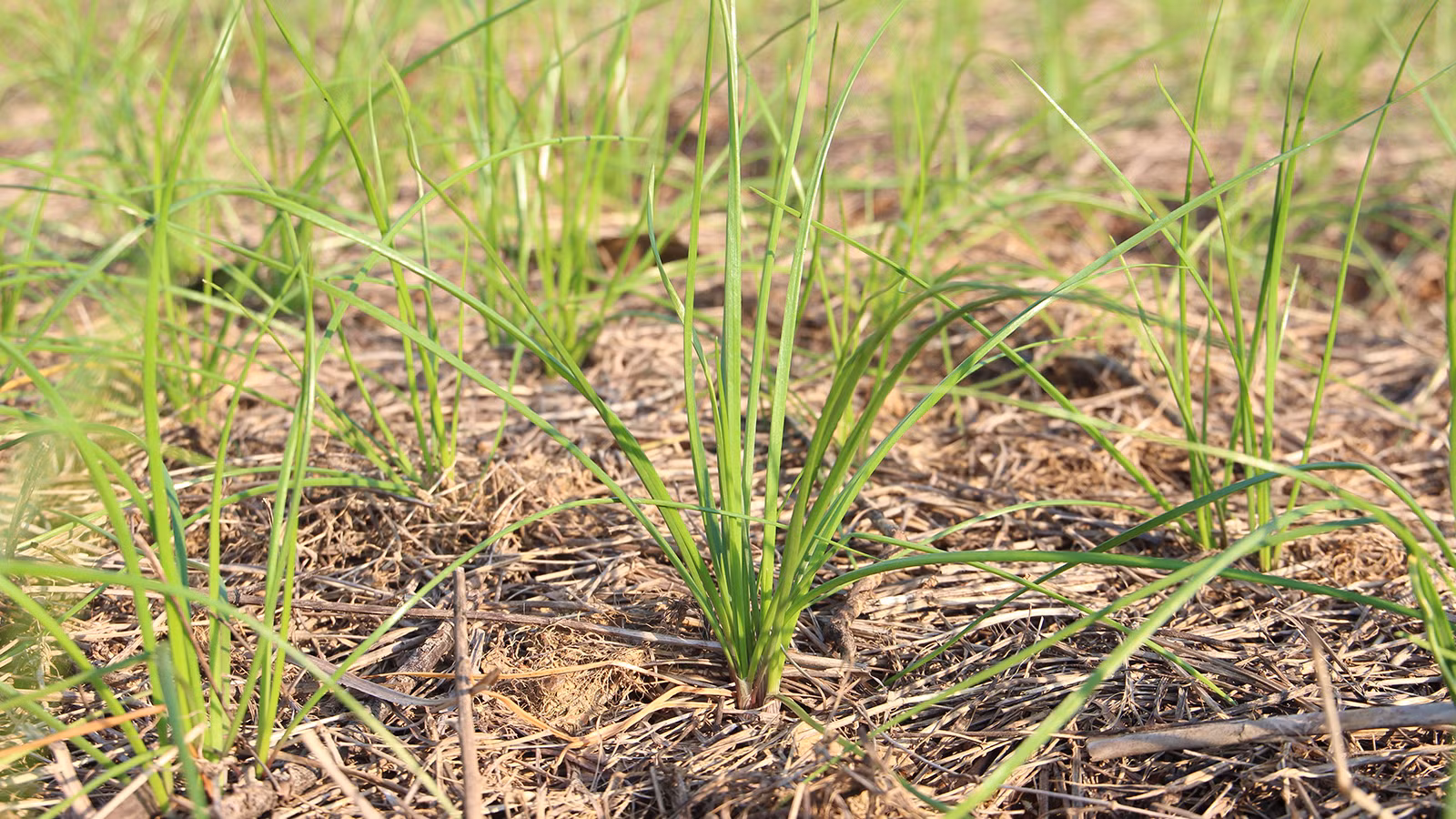 [Ảnh] Nông dân vào vụ trồng kiệu Tết ảnh 5