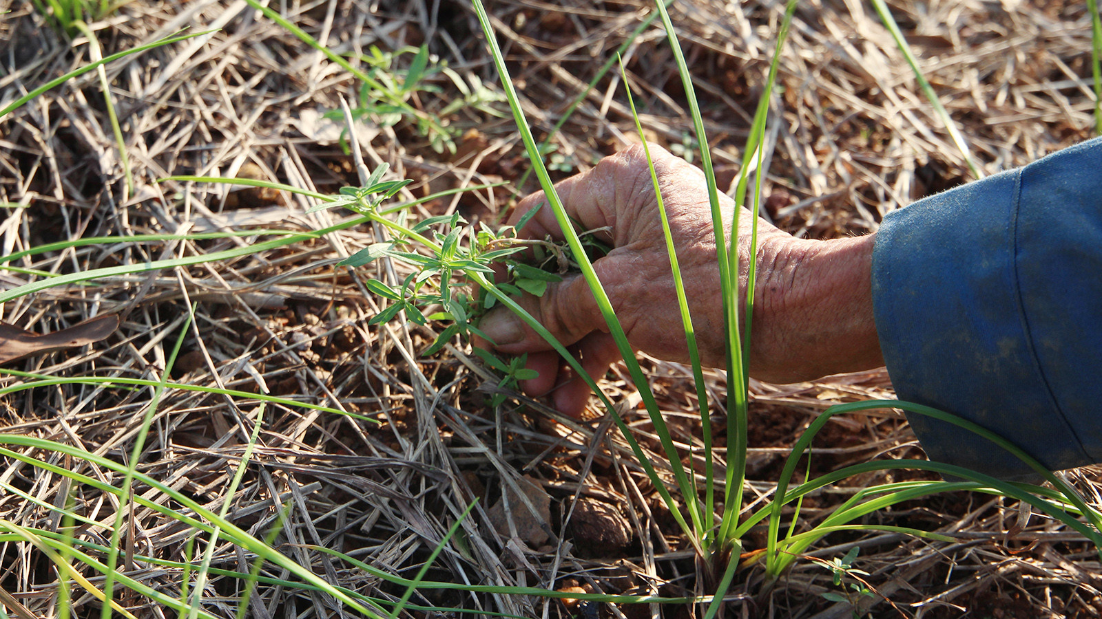 [Ảnh] Nông dân vào vụ trồng kiệu Tết ảnh 3