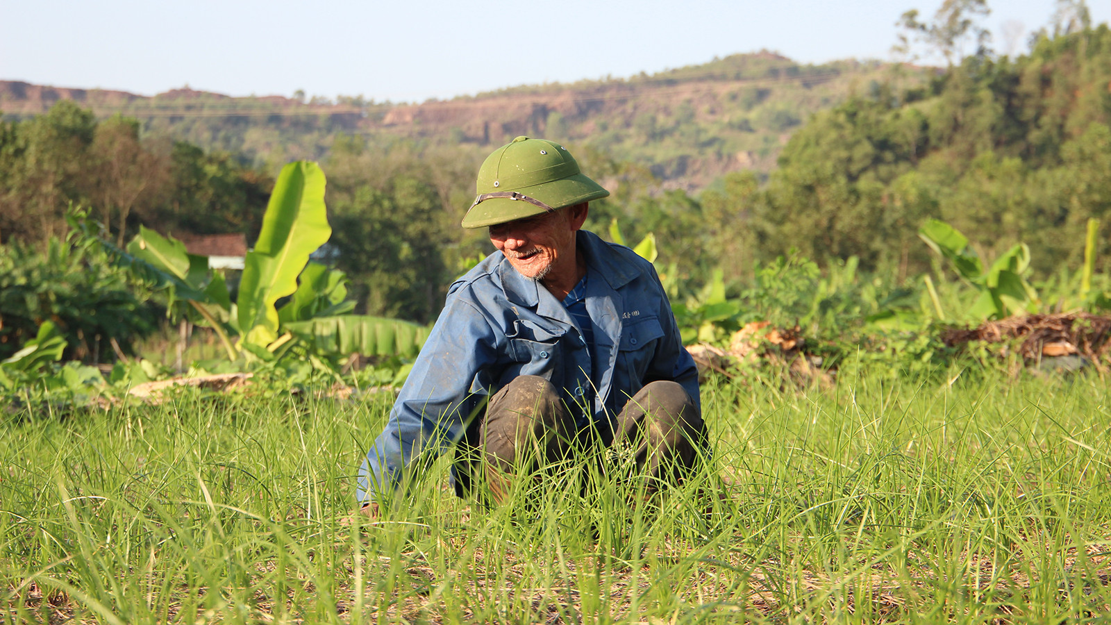 [Ảnh] Nông dân vào vụ trồng kiệu Tết ảnh 2