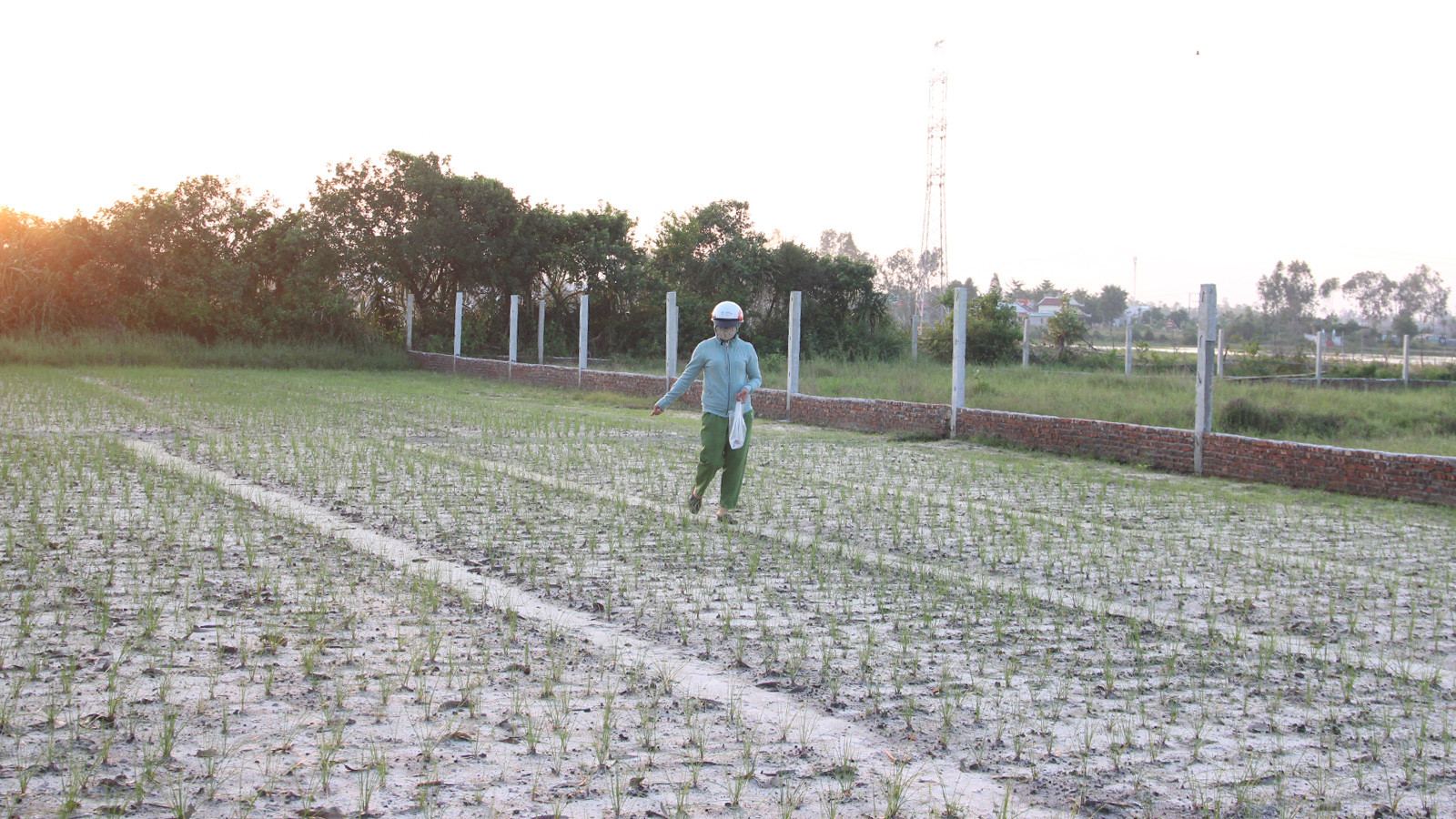 [Ảnh] Nông dân vào vụ trồng kiệu Tết ảnh 9