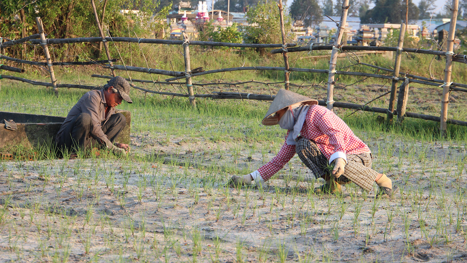 [Ảnh] Nông dân vào vụ trồng kiệu Tết ảnh 7