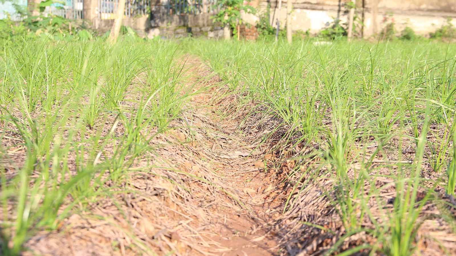 [Ảnh] Nông dân vào vụ trồng kiệu Tết ảnh 1