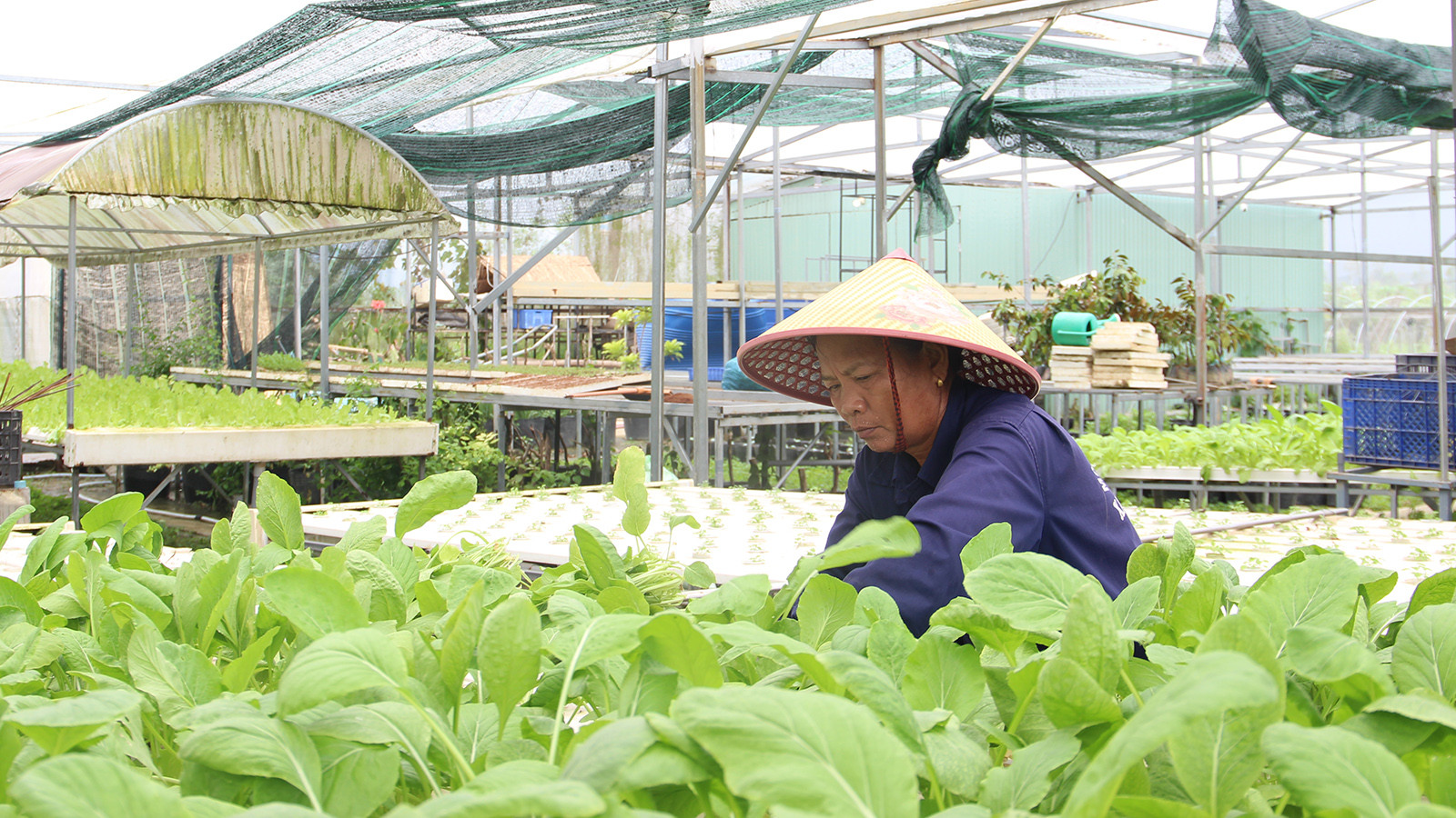 [Ảnh] Hợp tác xã rau an toàn Túy Loan gắn kết nông dân và nỗ lực vươn mình ảnh 5