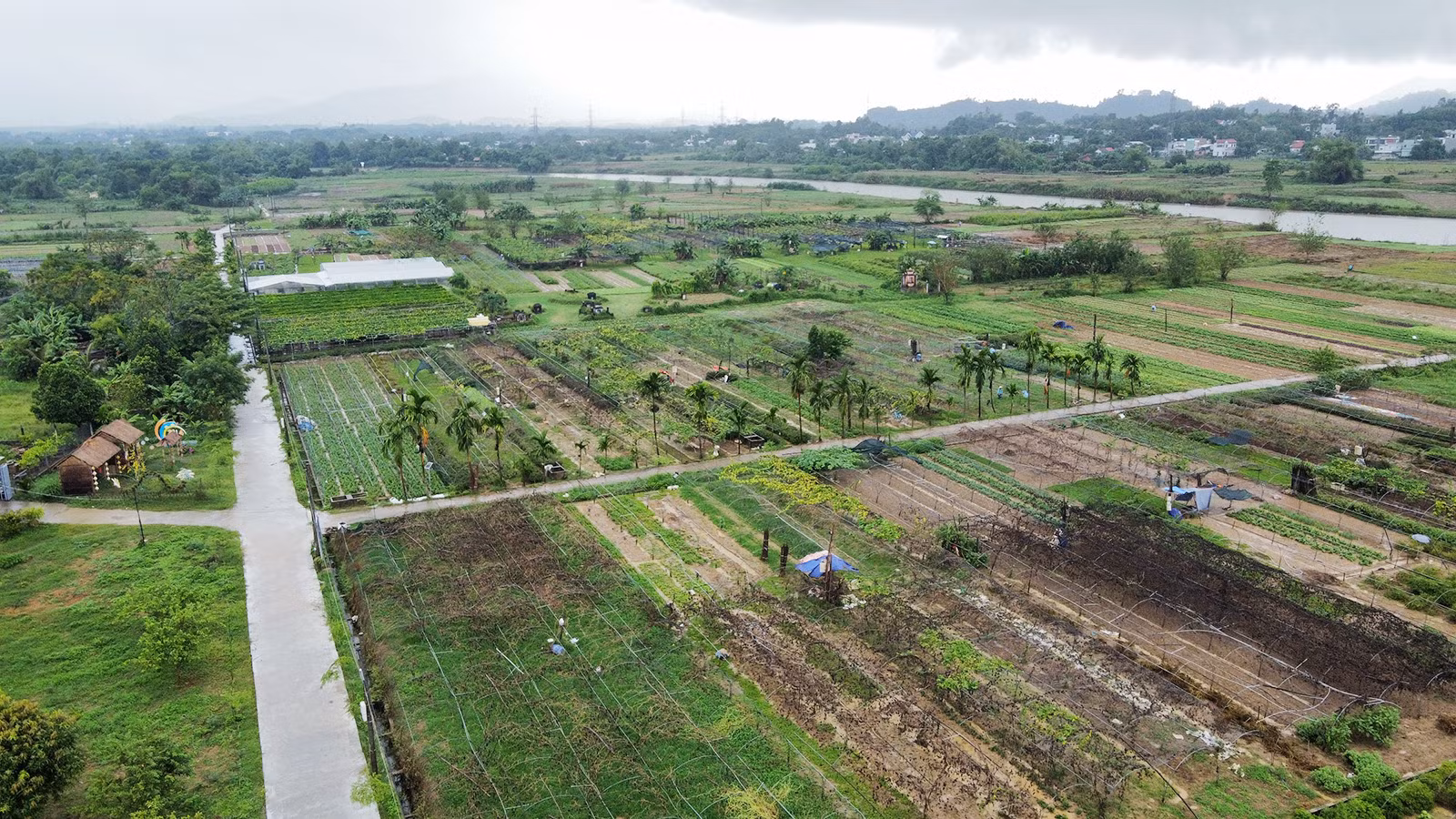 Hợp tác xã Dịch vụ sản xuất và tiêu thụ rau an toàn Túy Loan tại thôn Túy Loan Tây, xã Hòa Phong, huyện Hòa Vang.