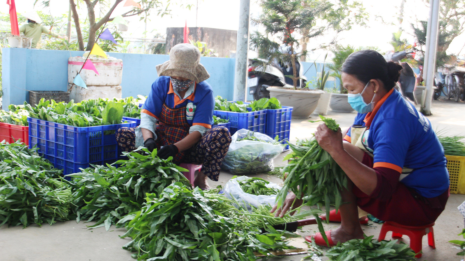 [Ảnh] Hợp tác xã rau an toàn Túy Loan gắn kết nông dân và nỗ lực vươn mình ảnh 2