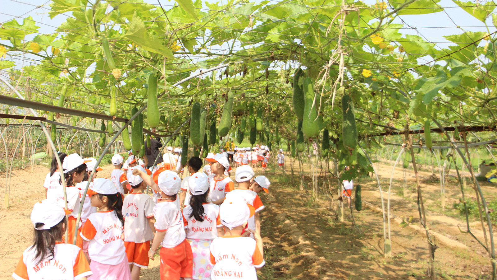 [Ảnh] Hợp tác xã rau an toàn Túy Loan gắn kết nông dân và nỗ lực vươn mình ảnh 8