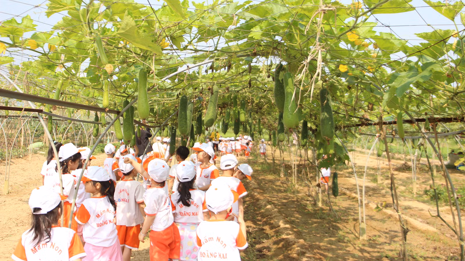 [Ảnh] Hợp tác xã rau an toàn Túy Loan gắn kết nông dân và nỗ lực vươn mình ảnh 8