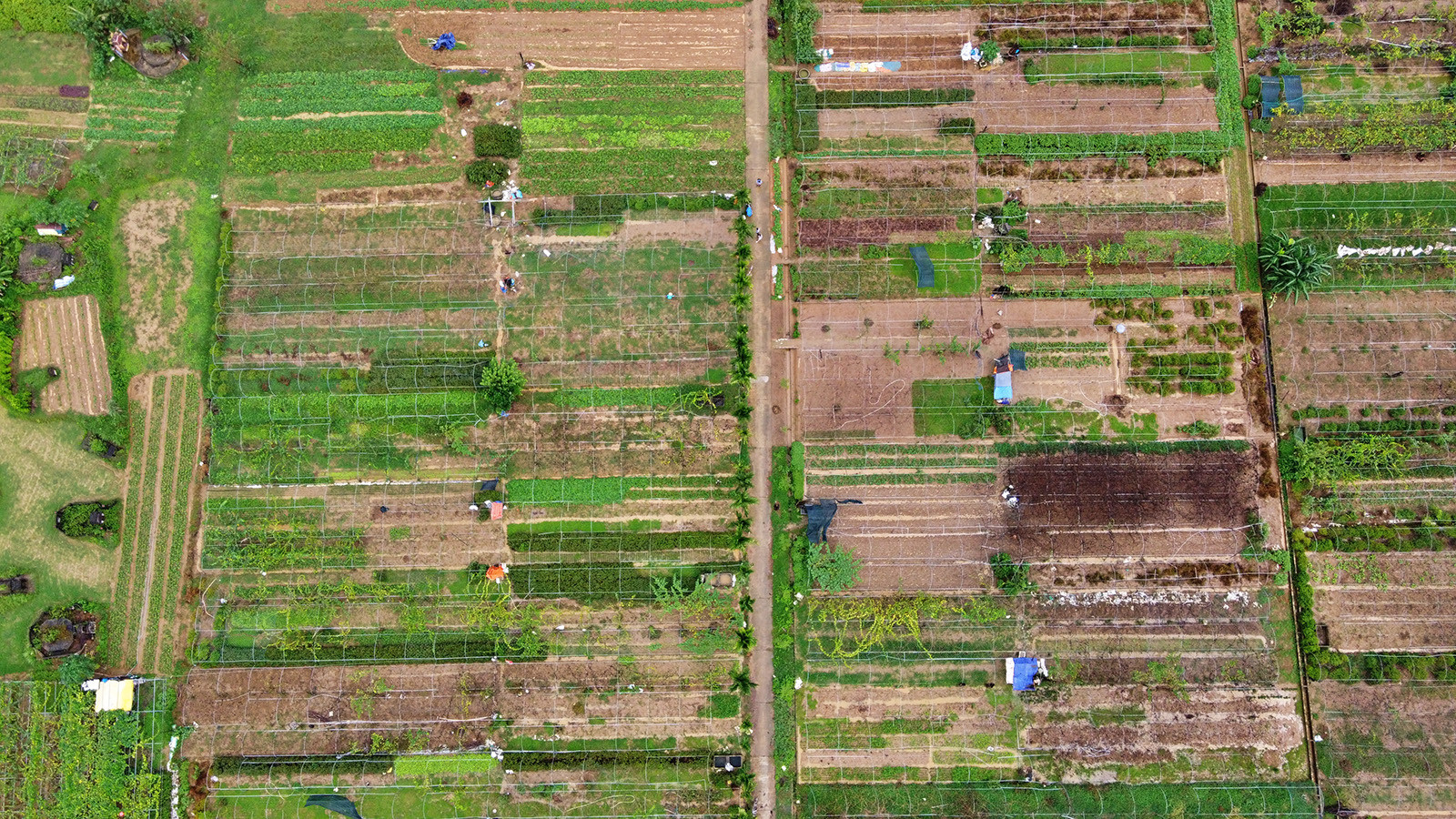 [Ảnh] Hợp tác xã rau an toàn Túy Loan gắn kết nông dân và nỗ lực vươn mình ảnh 10