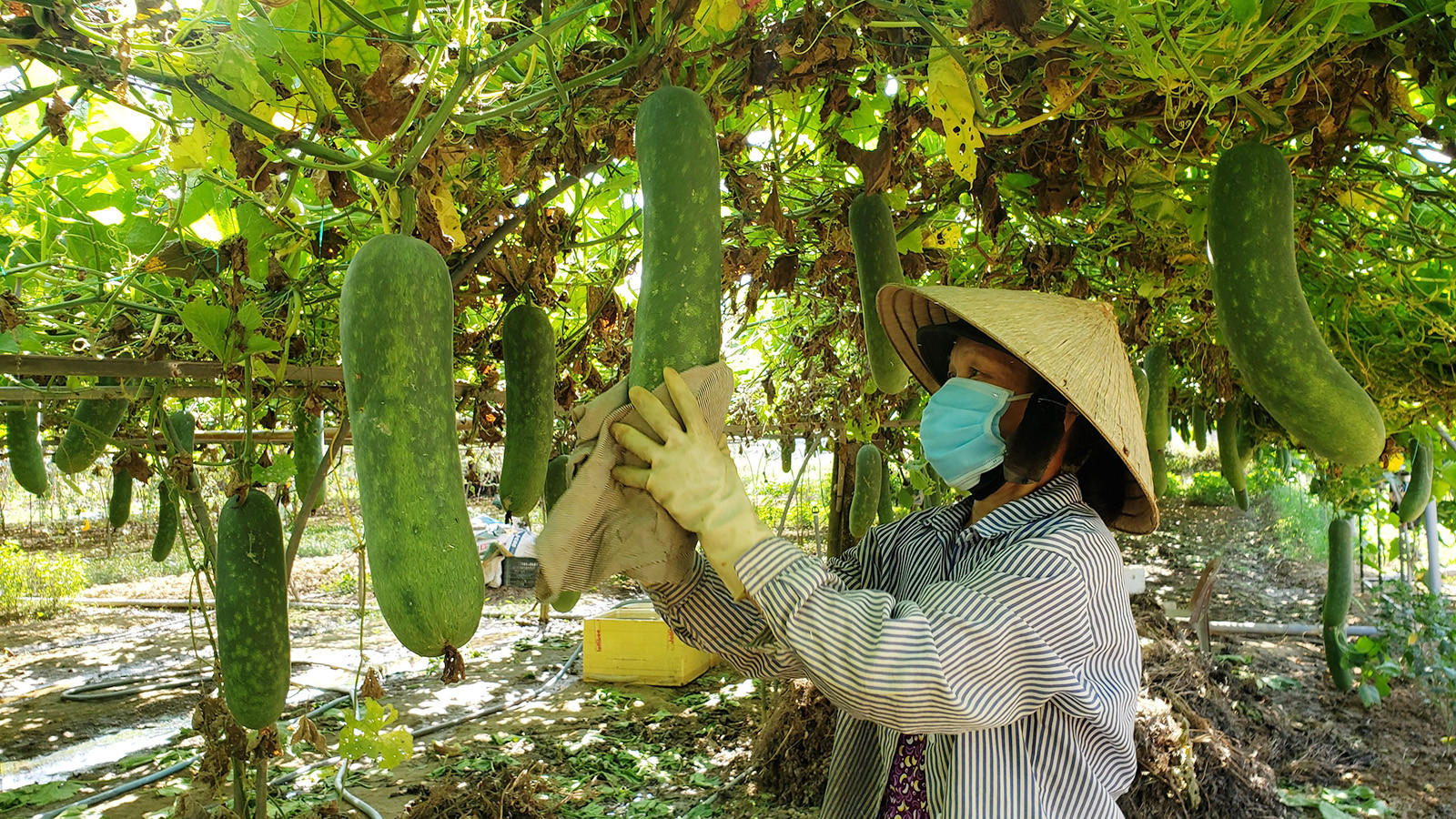 [Ảnh] Hợp tác xã rau an toàn Túy Loan gắn kết nông dân và nỗ lực vươn mình ảnh 3