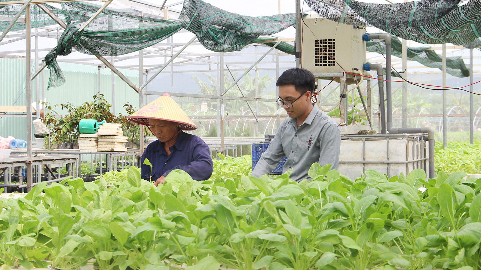 [Ảnh] Hợp tác xã rau an toàn Túy Loan gắn kết nông dân và nỗ lực vươn mình ảnh 9