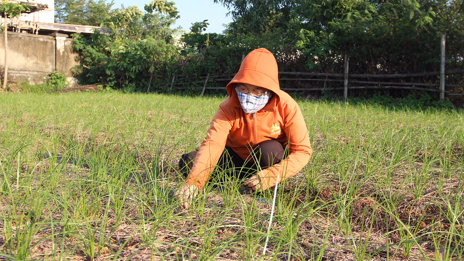 [Ảnh] Nông dân vào vụ trồng kiệu Tết ảnh 4