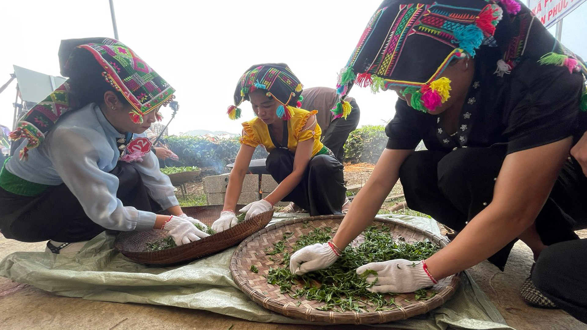 Để cho ra những cánh chè xoắn, đẹp khâu vò chè cũng khá quan trọng.