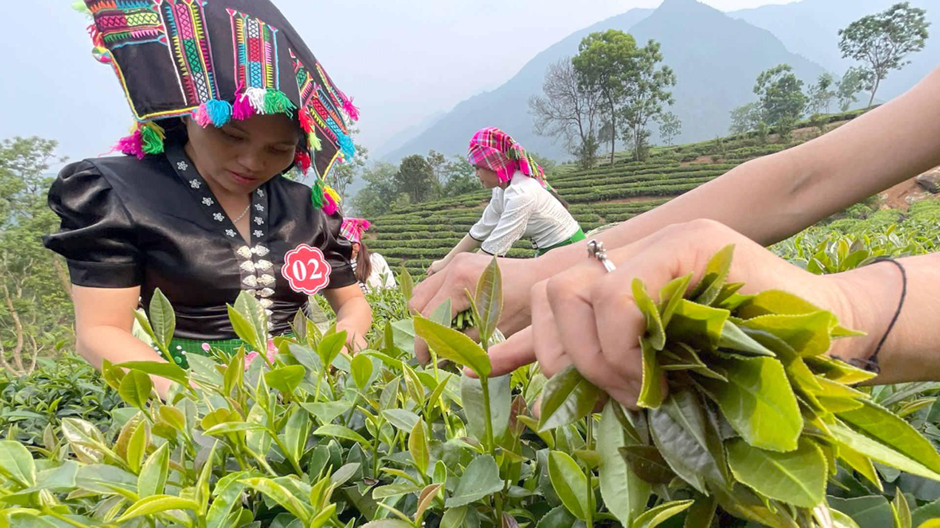 Chè đã mang lại thu nhập và cuộc sống ổn định cho gần 7.000 người dân ở các địa phương của Tân Uyên.