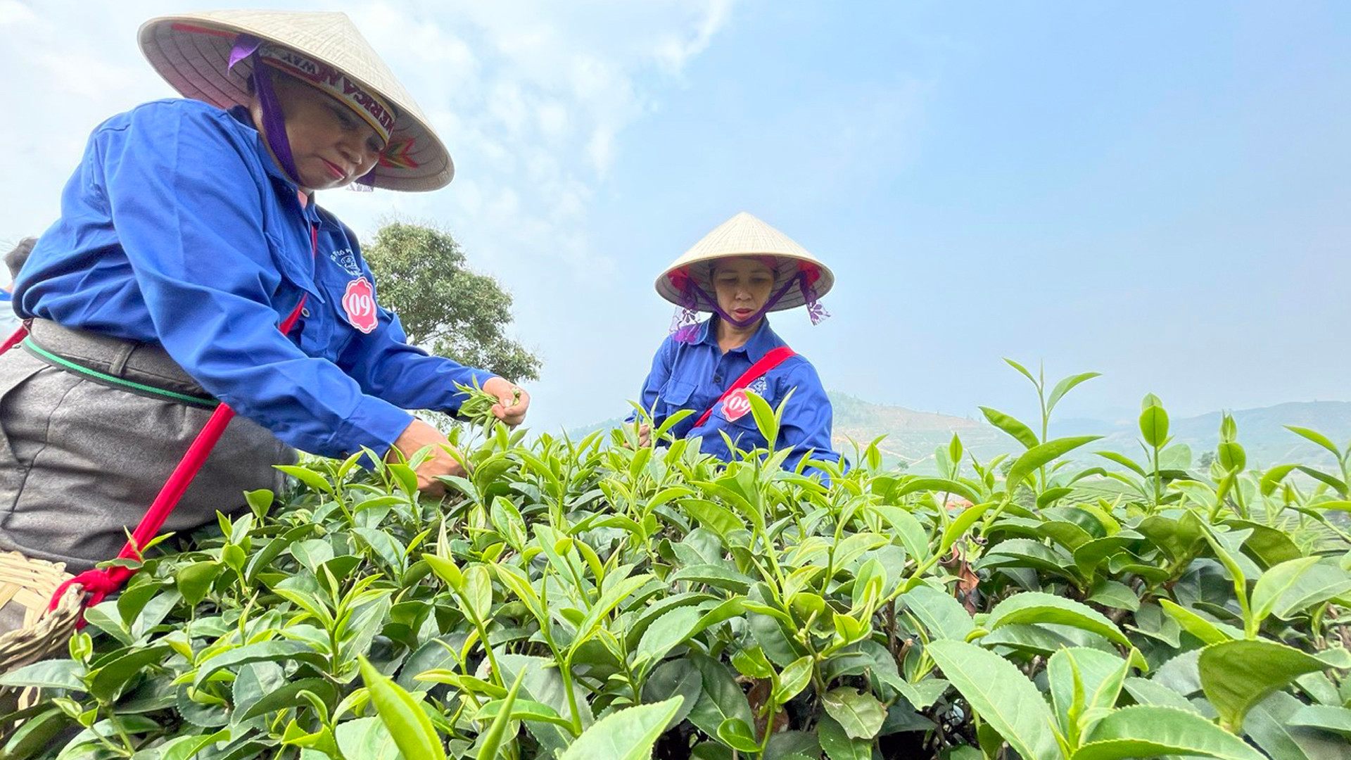 Cây chè bén rễ trên đất Tân Uyên từ những năm 68 của thế kỷ trước.