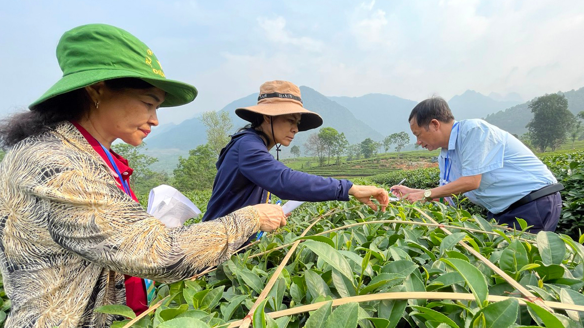 Ban Giám khảo cuộc thi kiểm tra và chấm điểm phần thi hái chè tại các luống chè.