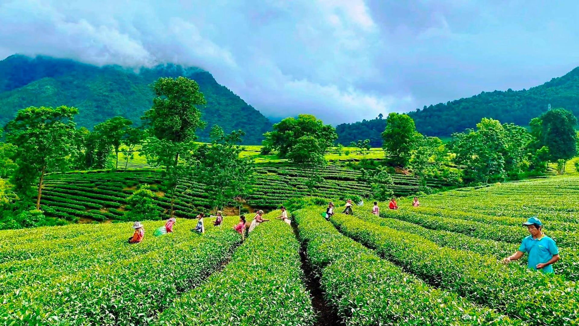 Tân Uyên được xem là thủ phủ của cây chè Lai Châu.