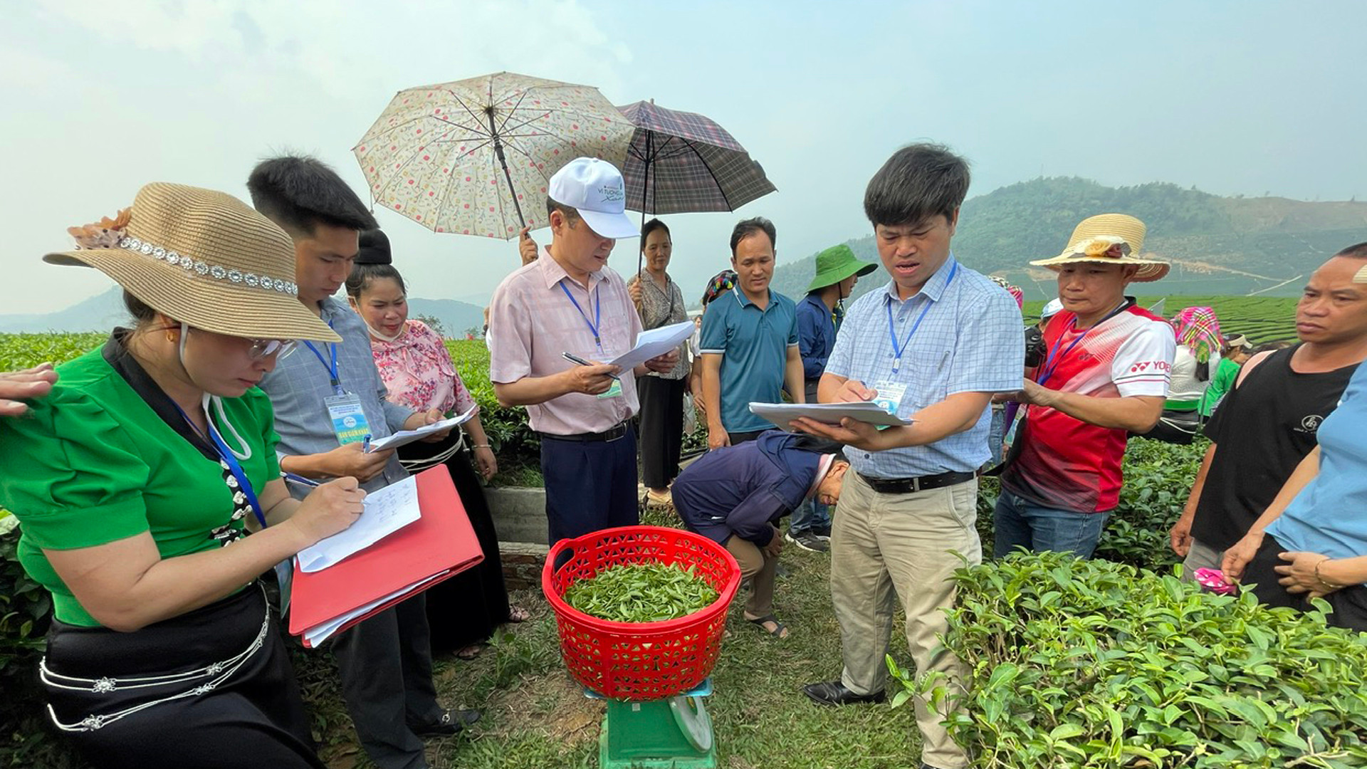 Và được Ban Giám khảo cân trọng lượng kiểm tra ngay tại đầu luống.