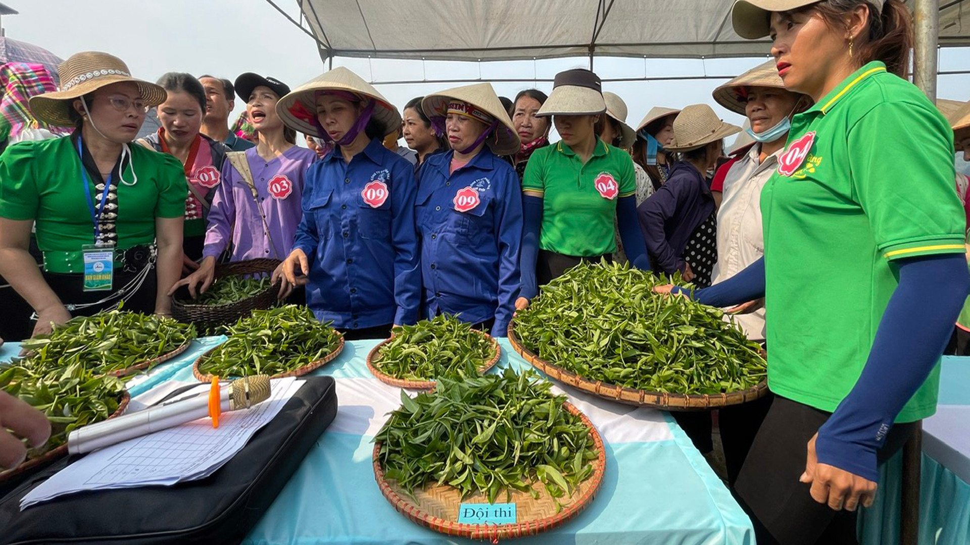 Khi đưa về khu chế biến, Ban Giám khảo tiếp tục chấm điểm về quy chuẩn cách hái.