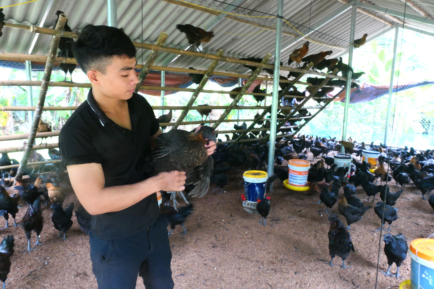 Mô hình nuôi gà đen của gia đình anh Lương Văn Nam, xã Tùng Bá, huyện Vị Xuyên, cho thu nhập cao. Mô hình nuôi gà đen của gia đình anh Lương Văn Nam, xã Tùng Bá, huyện Vị Xuyên, cho thu nhập cao.