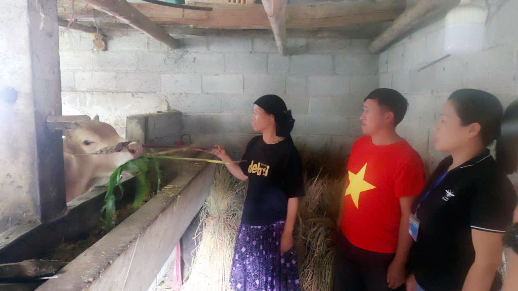 Gia đình bà Giàng Thị Kía, thôn Lũng Cẩm Trên, xã Sủng Là được đầu tư vốn để chăn nuôi bò vỗ béo, cho thu nhập ổn định. Gia đình bà Giàng Thị Kía, thôn Lũng Cẩm Trên, xã Sủng Là được đầu tư vốn để chăn nuôi bò vỗ béo, cho thu nhập ổn định.