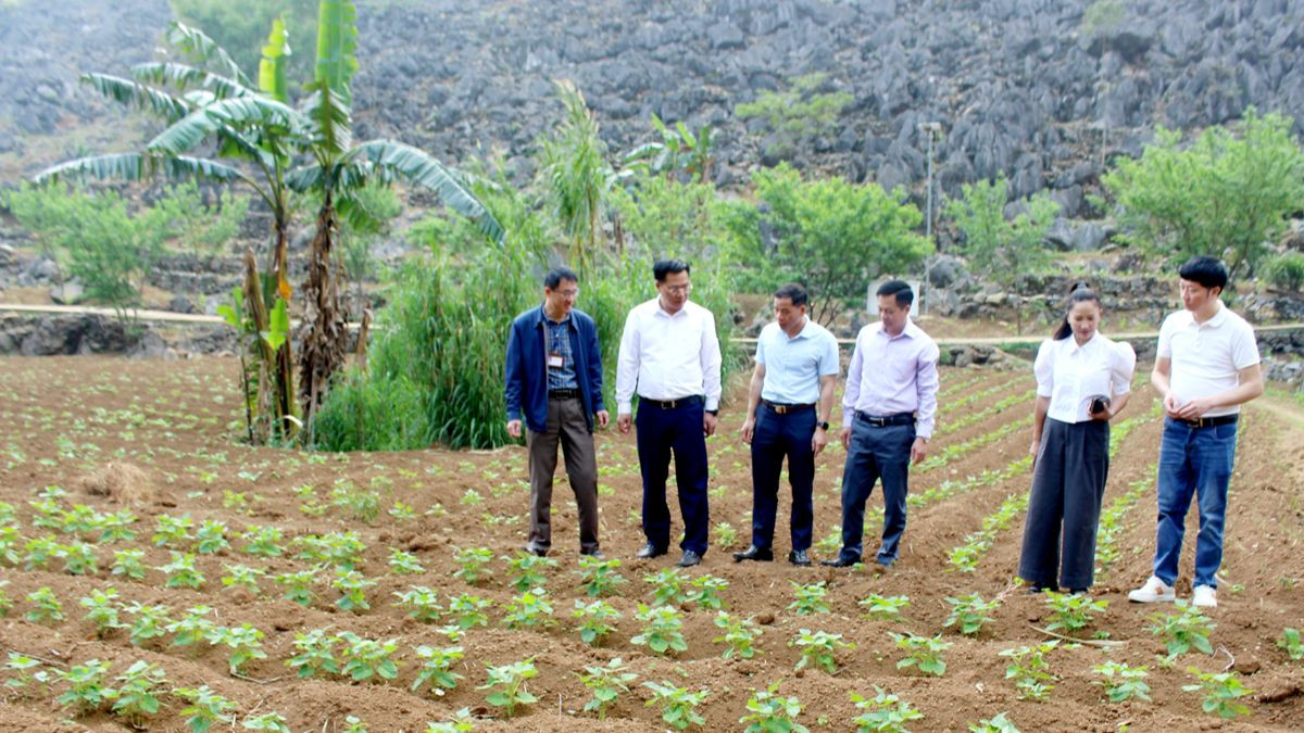 Các đồng chí lãnh đạo huyện Đồng Văn kiểm tra mô hình chuyển đổi từ trồng ngô hiệu quả thấp sang trồng cây sâm khoai mang lại hiệu quả kinh tế cao. Các đồng chí lãnh đạo huyện Đồng Văn kiểm tra mô hình chuyển đổi từ trồng ngô hiệu quả thấp sang trồng cây sâm khoai mang lại hiệu quả kinh tế cao.