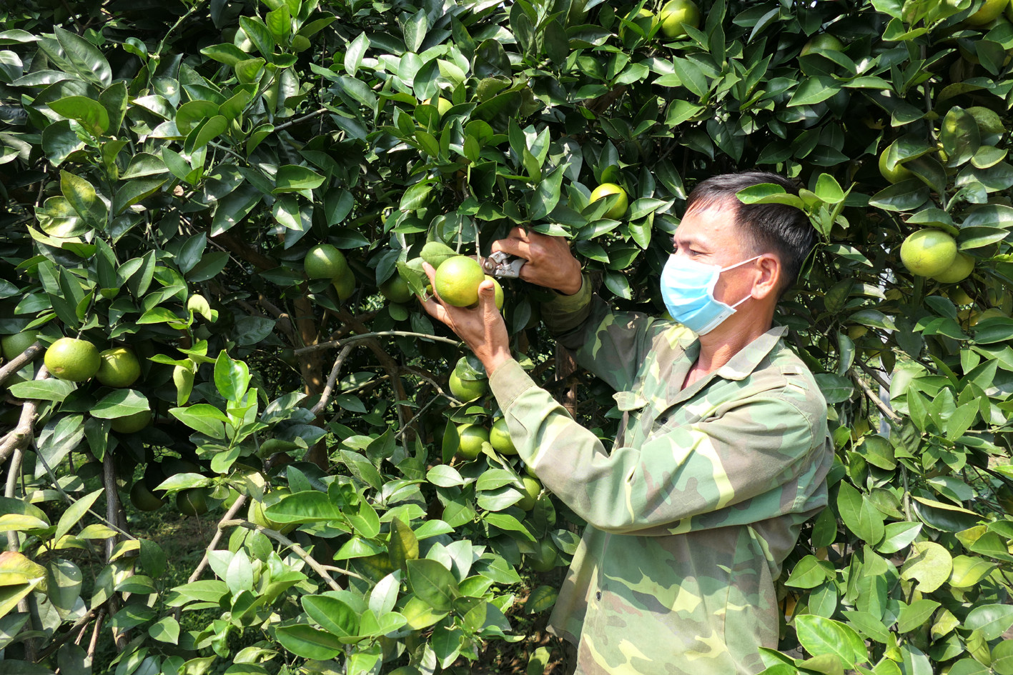 Huyện Bắc Quang, tỉnh Hà Giang chú trọng phát triển cây trồng có thế mạnh, trong đó có cây cam nhằm nâng cao đời sống cho nhân dân. Huyện Bắc Quang, tỉnh Hà Giang chú trọng phát triển cây trồng có thế mạnh, trong đó có cây cam nhằm nâng cao đời sống cho nhân dân.