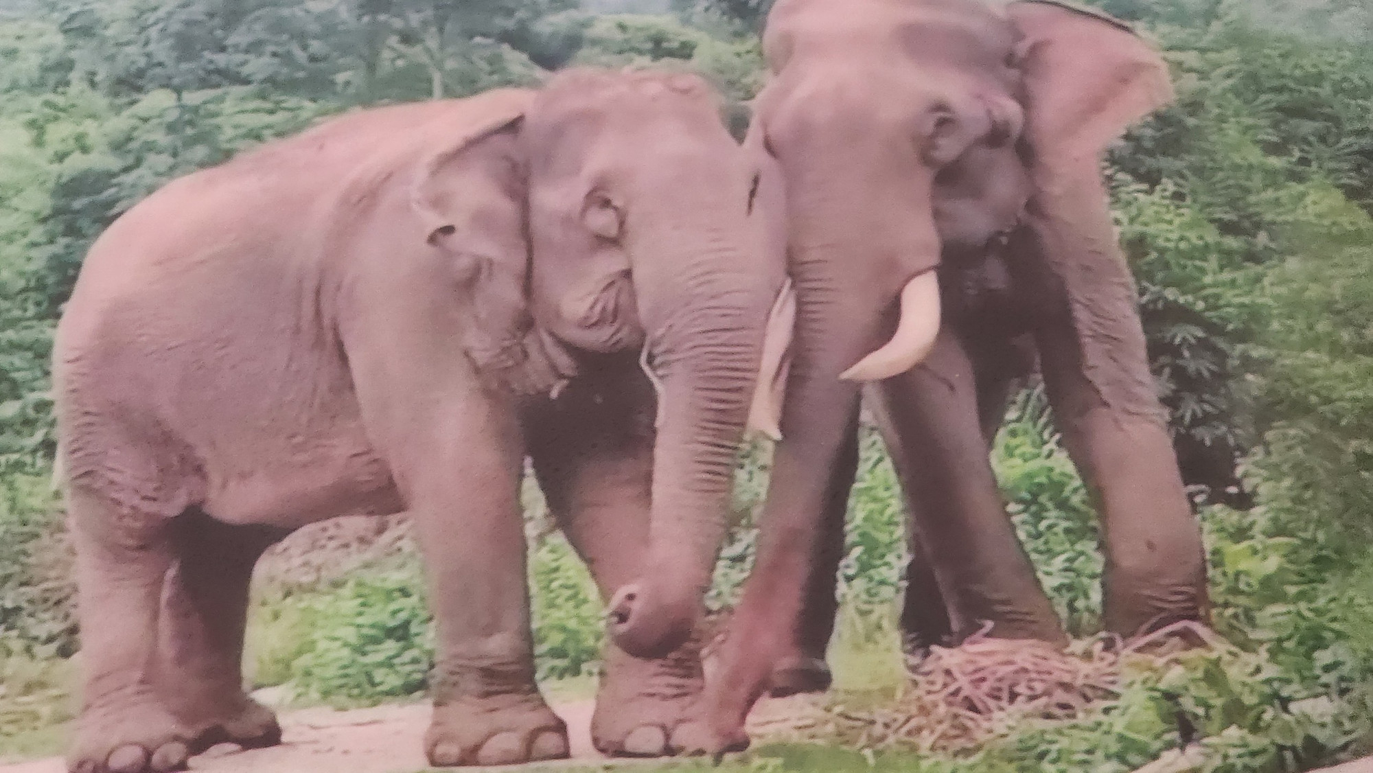 Voi cái Băk Khăm bên voi đực Thông Răng. (Ảnh do nài voi Y Thanh Uông cung cấp)