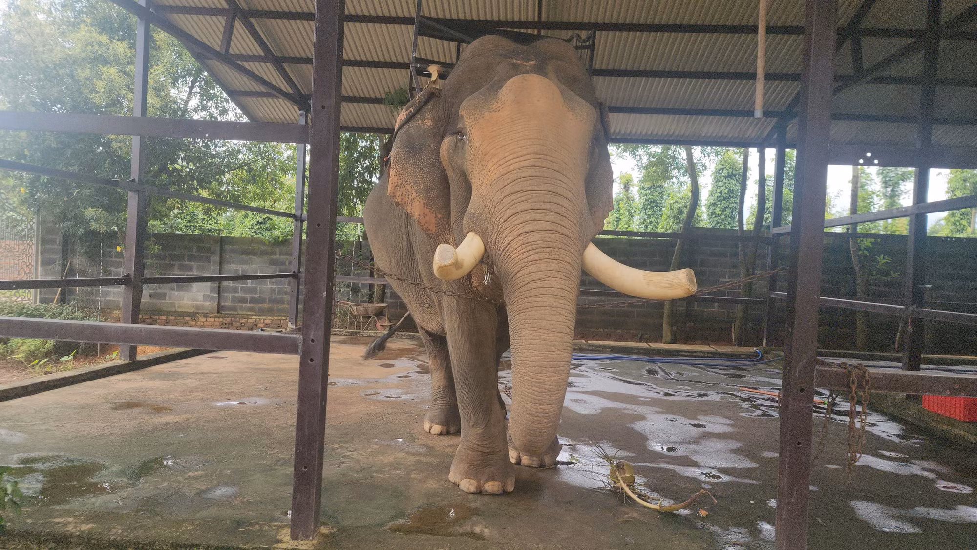 Voi đực Khăm Sen bên trong khu chuồng nuôi tại nhà "vua voi" Đàng Năng Long.