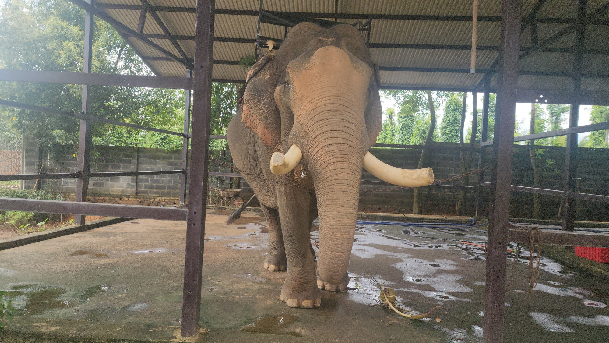 Voi đực Khăm Sen bên trong khu chuồng nuôi tại nhà "vua voi" Đàng Năng Long.