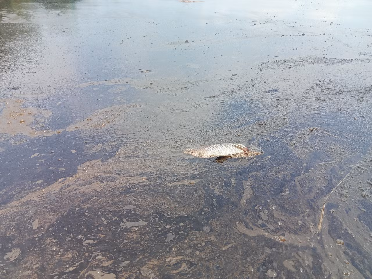 Mặt hồ bị ô nhiễm do dầu thải. Anh Giang, một người dân sinh sống quanh khu vực hồ cho hay, nhiều khả năng, có đối tượng xấu đã đổ trộm dầu thải xuống hồ.