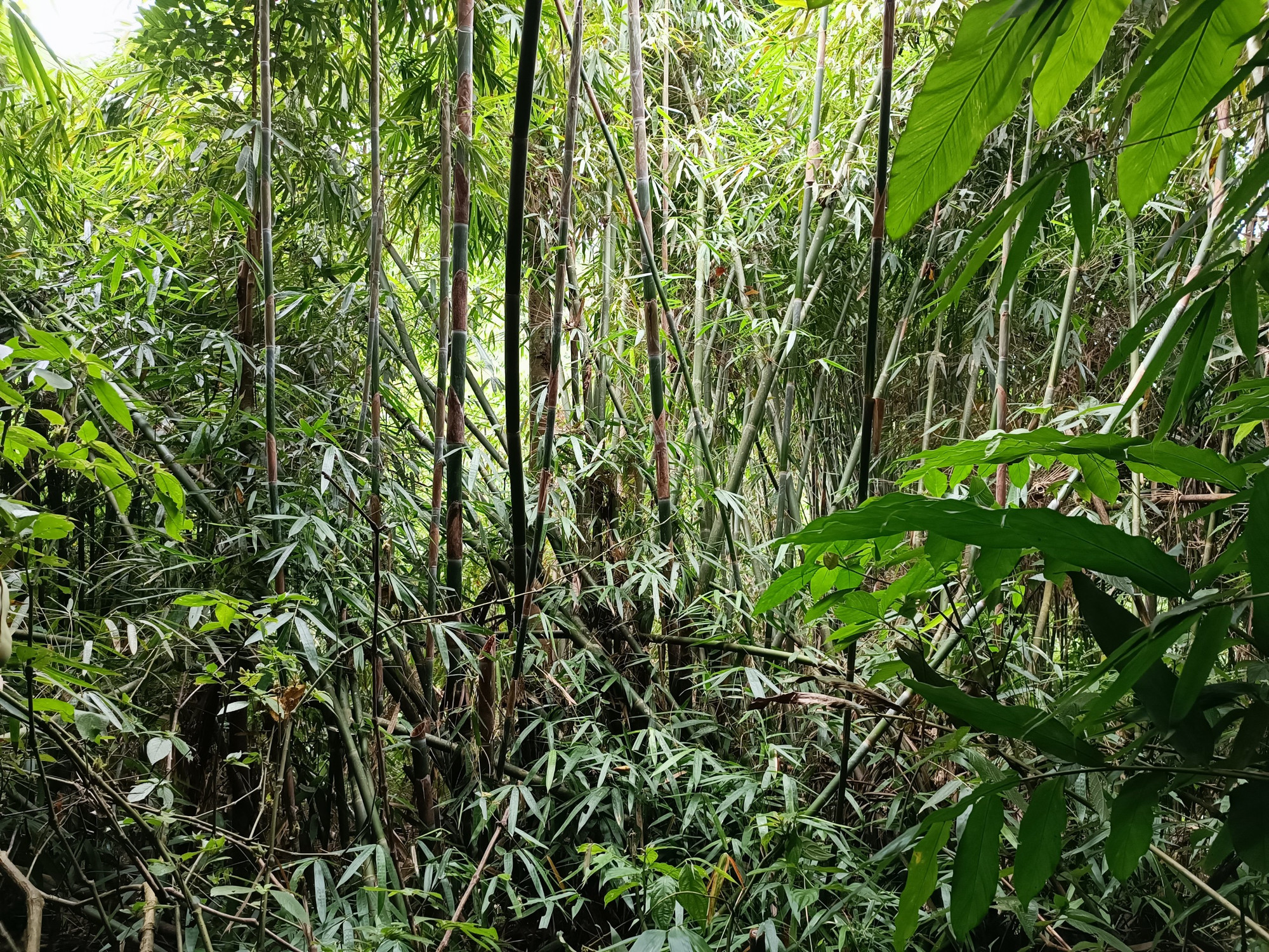 Trong đợt này, số lượng động vật được thả bao gồm 9 loài với 31 cá thể, chủ yếu thuộc Phụ lục IB, IIB của Nghị định 84/2021/NĐ-CP, được bàn giao từ các đơn vị Công an, Cảnh sát môi trường, hạt kiểm lâm thuộc khu vực phía bắc. Trong đó, rùa hộp trán vàng miền bắc có tổng cộng 13 cá thể. Đây là loài có số lượng lớn nhất trong chuyến tái thả và mất nhiều thời gian để thả nhất. Trong ảnh là sinh cảnh rừng khu vực thả rùa (Ảnh: Trung tâm Bảo tồn Thiên nhiên và Phát triển - CCD)